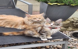Maine Coon cats for sale: Maine coon Kittens Ready to go! 100% Pedigree   in Derby - Image 1