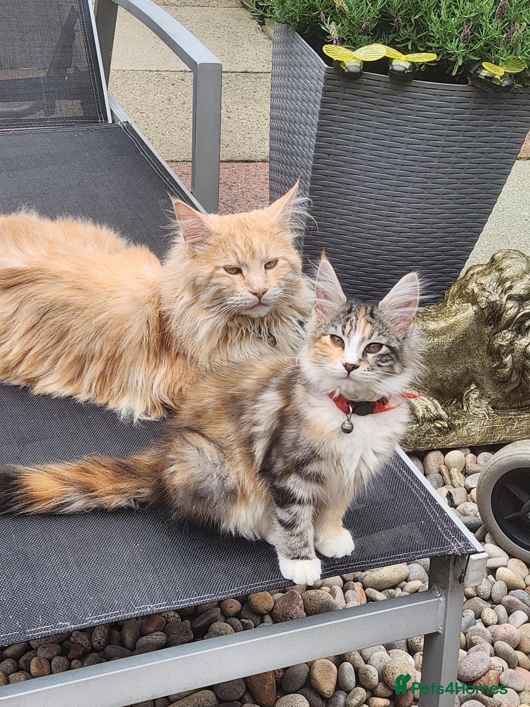 Maine Coon cats for sale: Maine coon Kittens Ready to go! 100% Pedigree   in Derby - Image 1