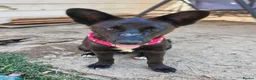 Mixed Breed dogs for adoption: ATHENA -clever/loving/happy/loves dogs/playful  in Abingdon - Advert 8