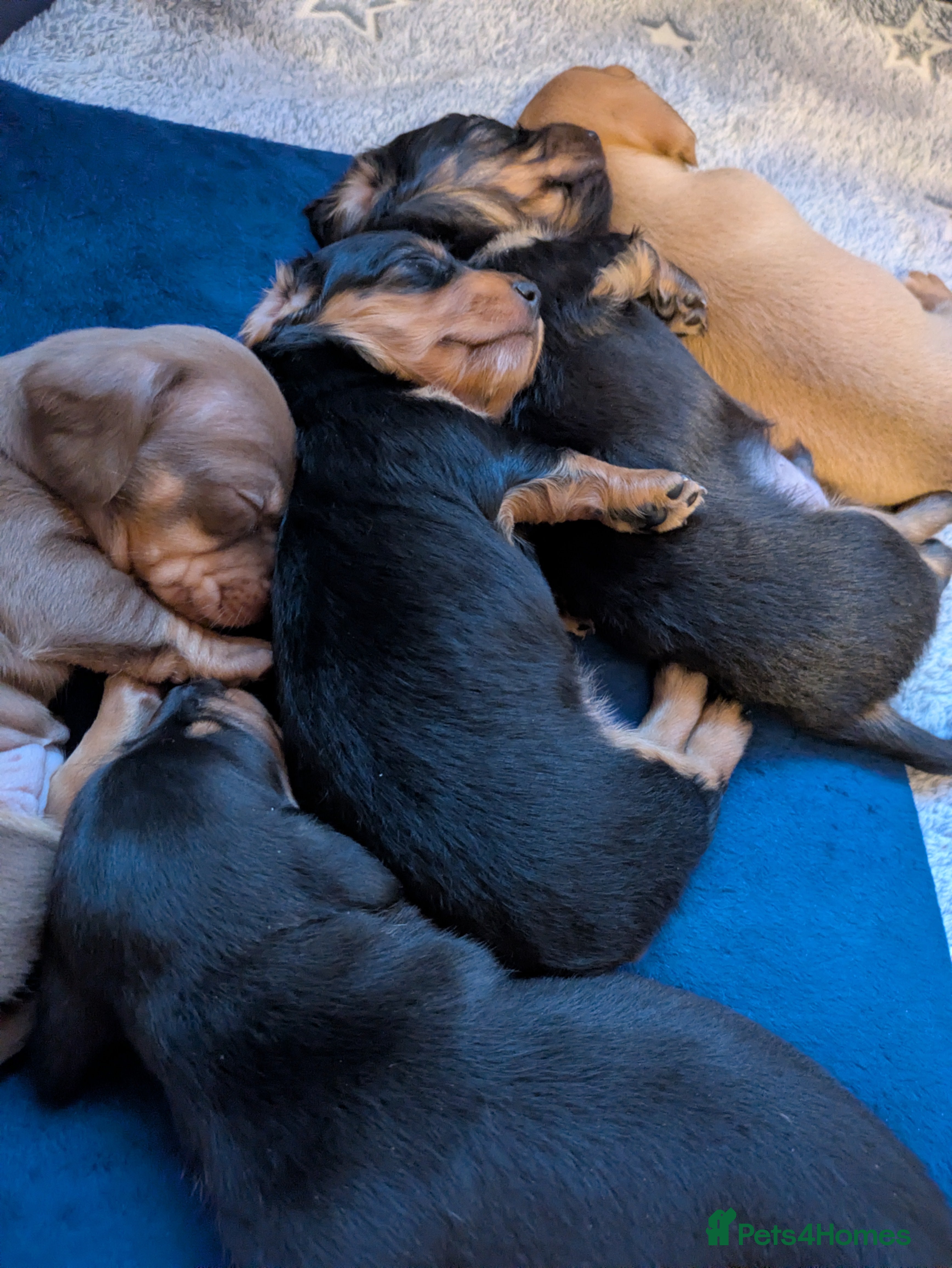 Miniature Dachshund dogs Miniature dashund puppies reserving now  - Advert 4