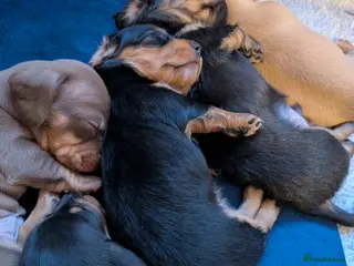 Miniature Dachshund dogs Miniature dashund puppies reserving now - Advert 4