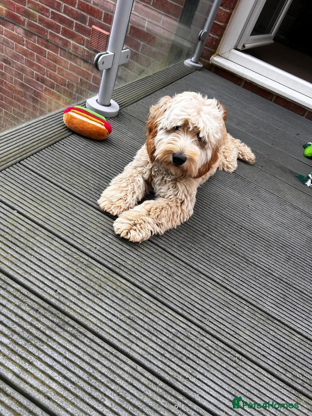 Cockapoo dogs for sale: 9month Male Cockerpoo fir Rehoming - Advert 3