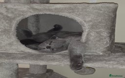 Scottish Fold cats for sale: Scottish Fold kittens  - Image 9