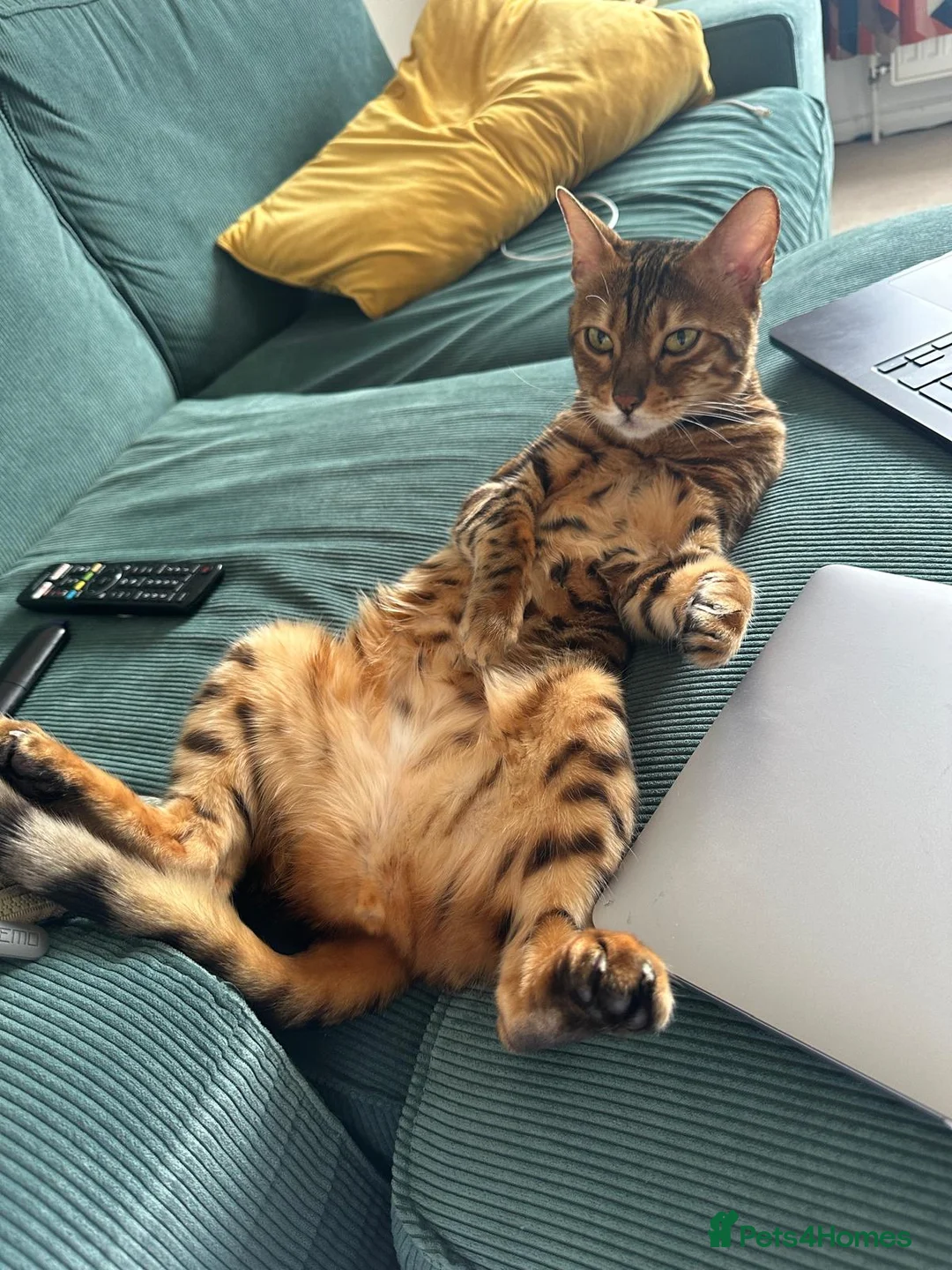Bengal cats for sale: Lovely 4 year old bengal for rehoming in Twickenham - Advert 2