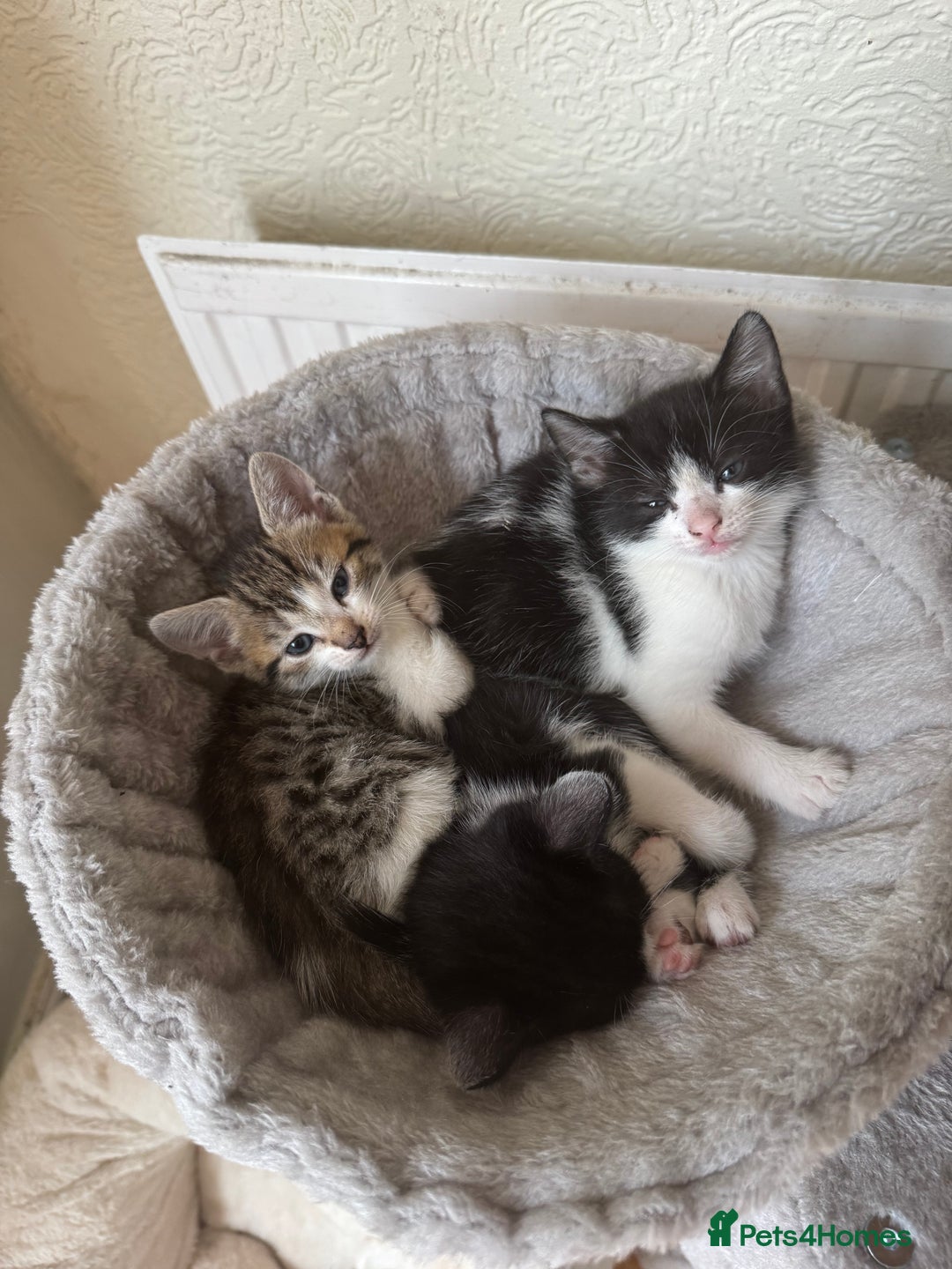 Mixed Breed cats for sale: Beautiful kittens 💗 - Image 7