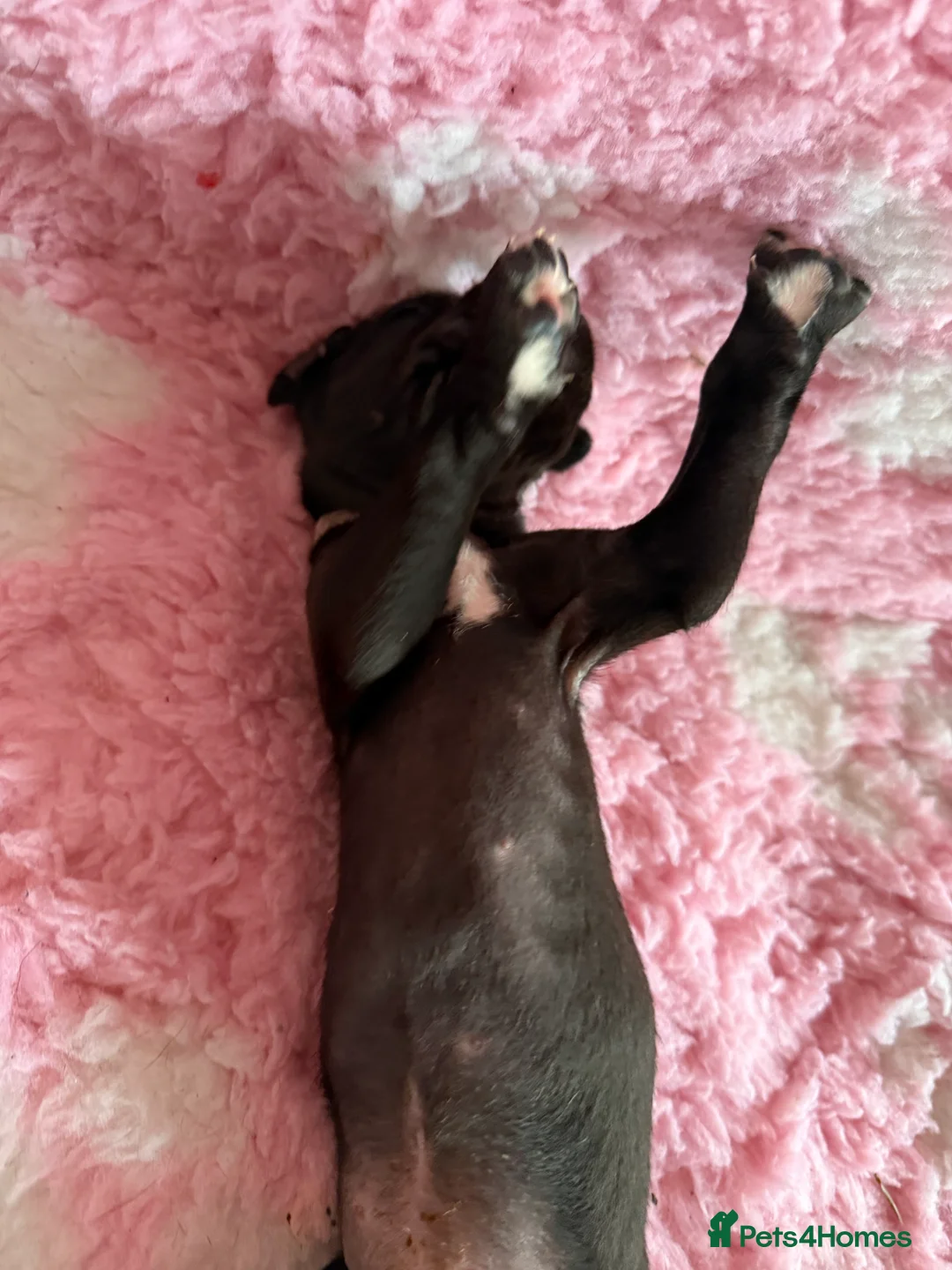 Great Dane dogs for sale: Stunning pure bred Great Dane puppies in St. Ives - Advert 6