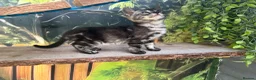 Bengal cats for sale: Stunning full marbled Bengal - Advert 31
