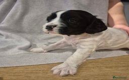 English Springer Spaniel dogs for sale: Springer pups - Image 7