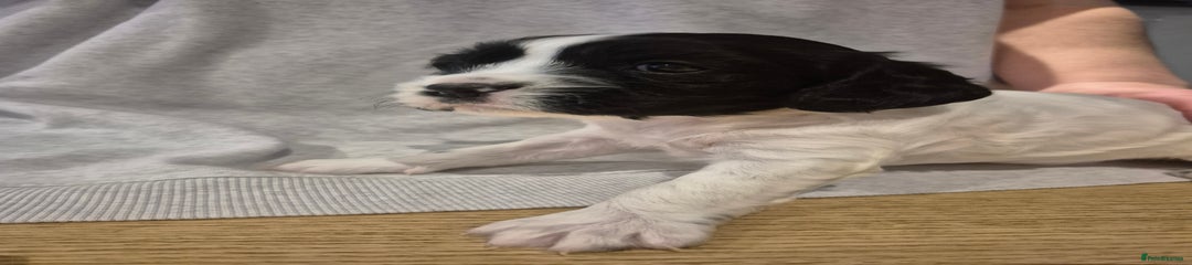 English Springer Spaniel Puppy 4