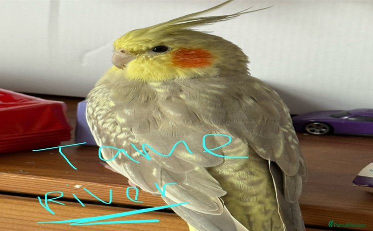 Cockatiels birds - Advert 1