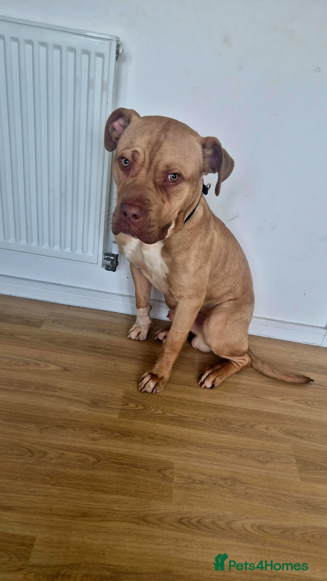 Mixed Breed dogs for sale: Konan in Dunstable - Advert 2