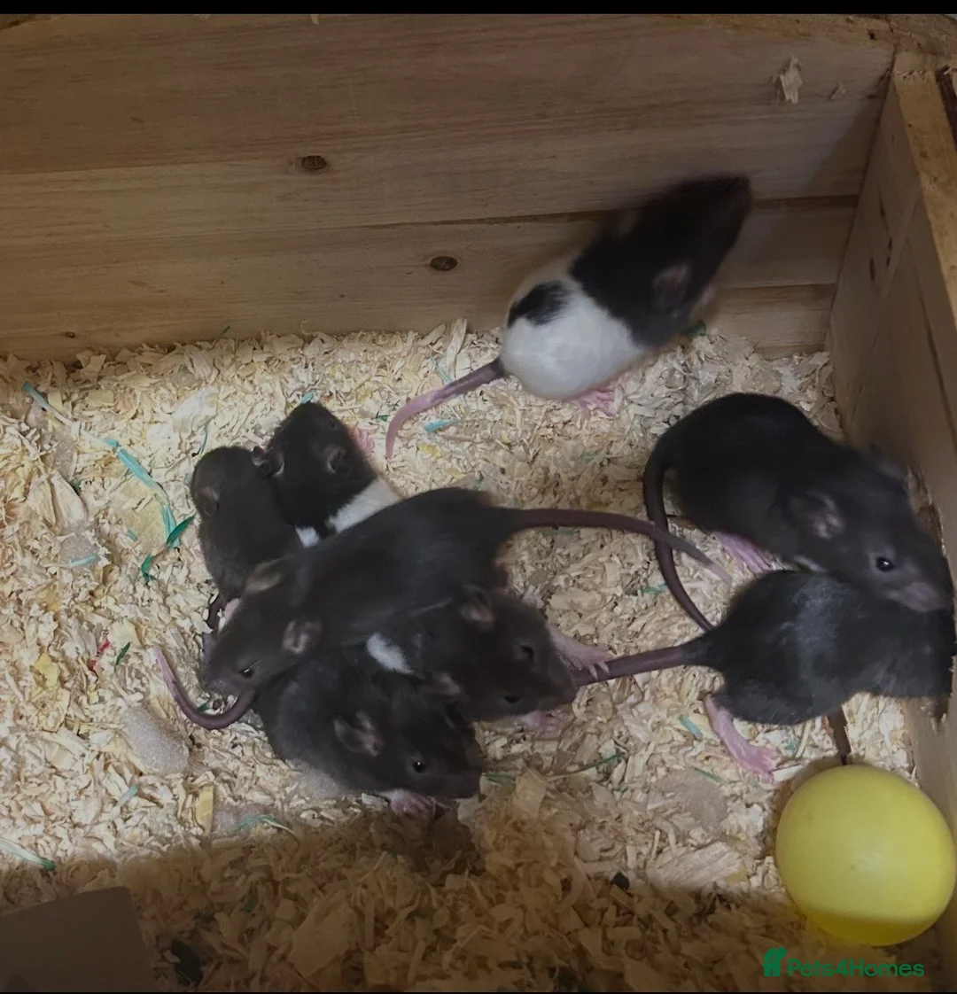 Rat rodents for sale: Baby rats - Advert 1