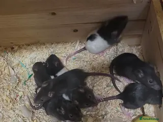 Rat rodents Baby rats - Advert 3