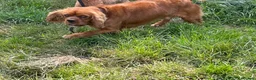 Cavalier King Charles Spaniel dogs for sale: Ruby red Cavalier King Charles boy - Advert 4