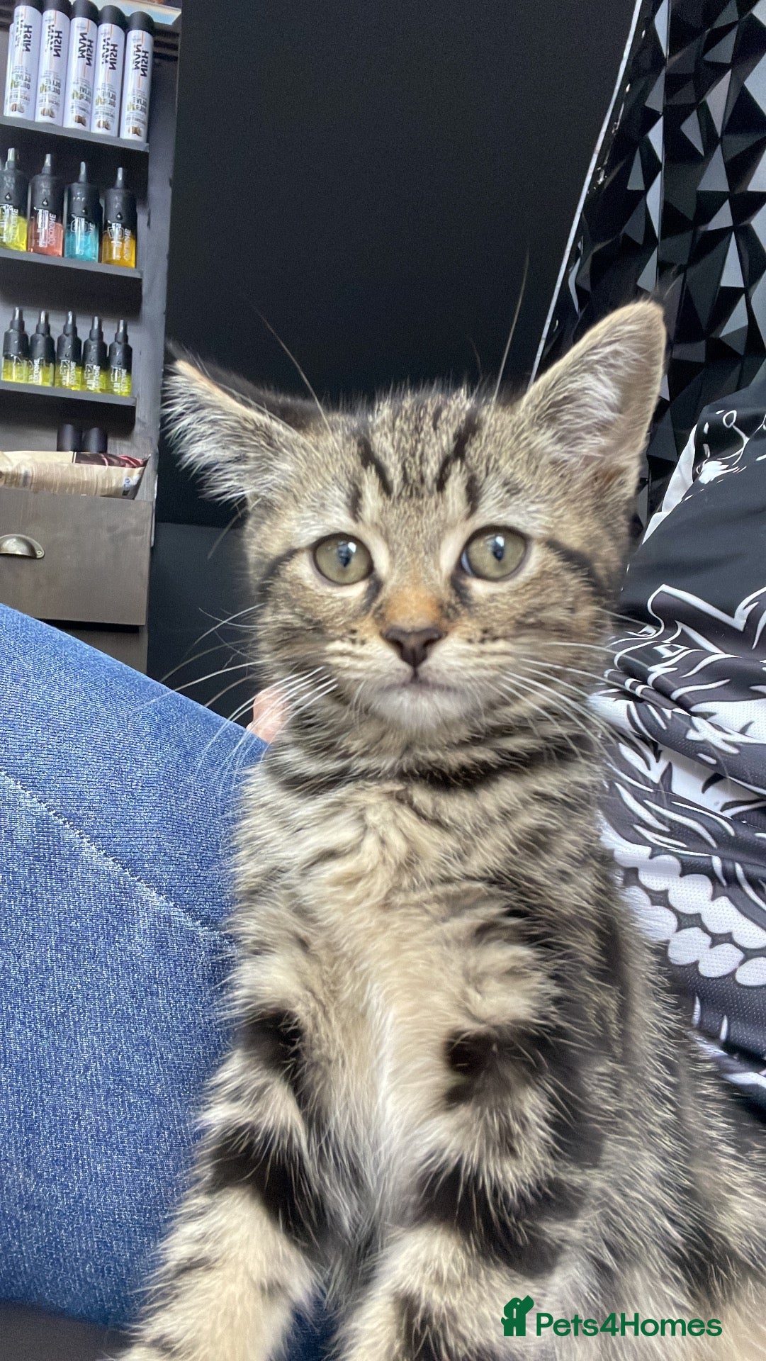 Mixed Breed cats Beautiful 9-Weeks Ready for Their New Home - Advert 1