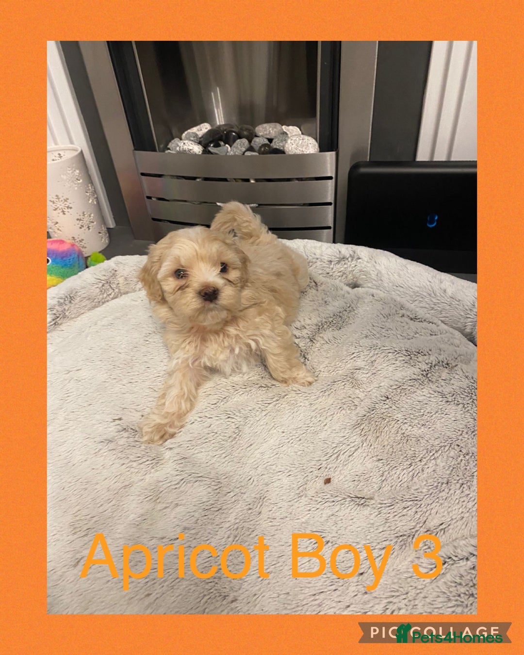 Maltipoo dogs for sale: Stunning F1 Maltipoo Puppies!!! - Image 10
