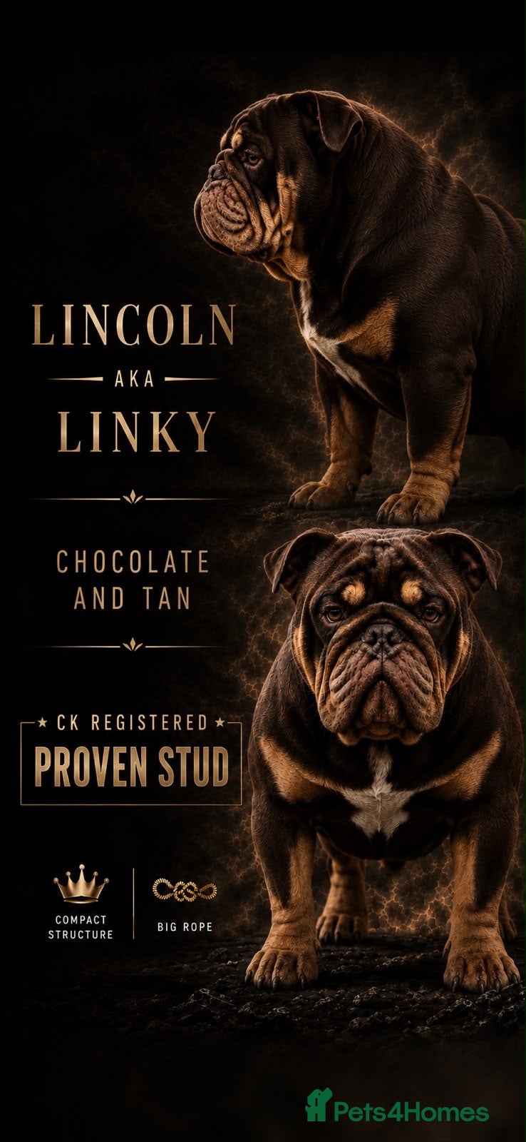 English Bulldog dogs English bulldog stud linky  - Advert 23