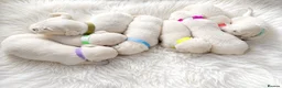 Golden Retriever dogs for sale: WAITING LIST OPEN KC REG GOLDEN RETRIEVER PUPPIES  in Keighley - Advert 3