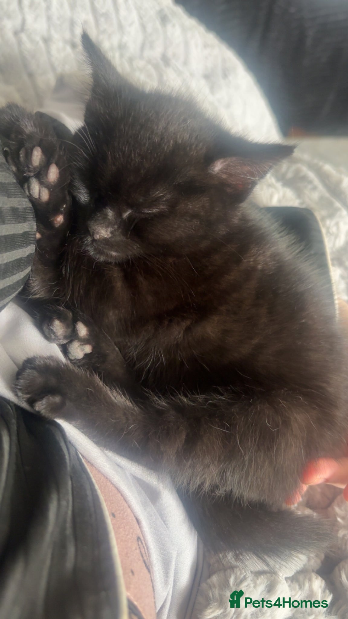 Mixed Breed cats Black Kitten  - Advert 1