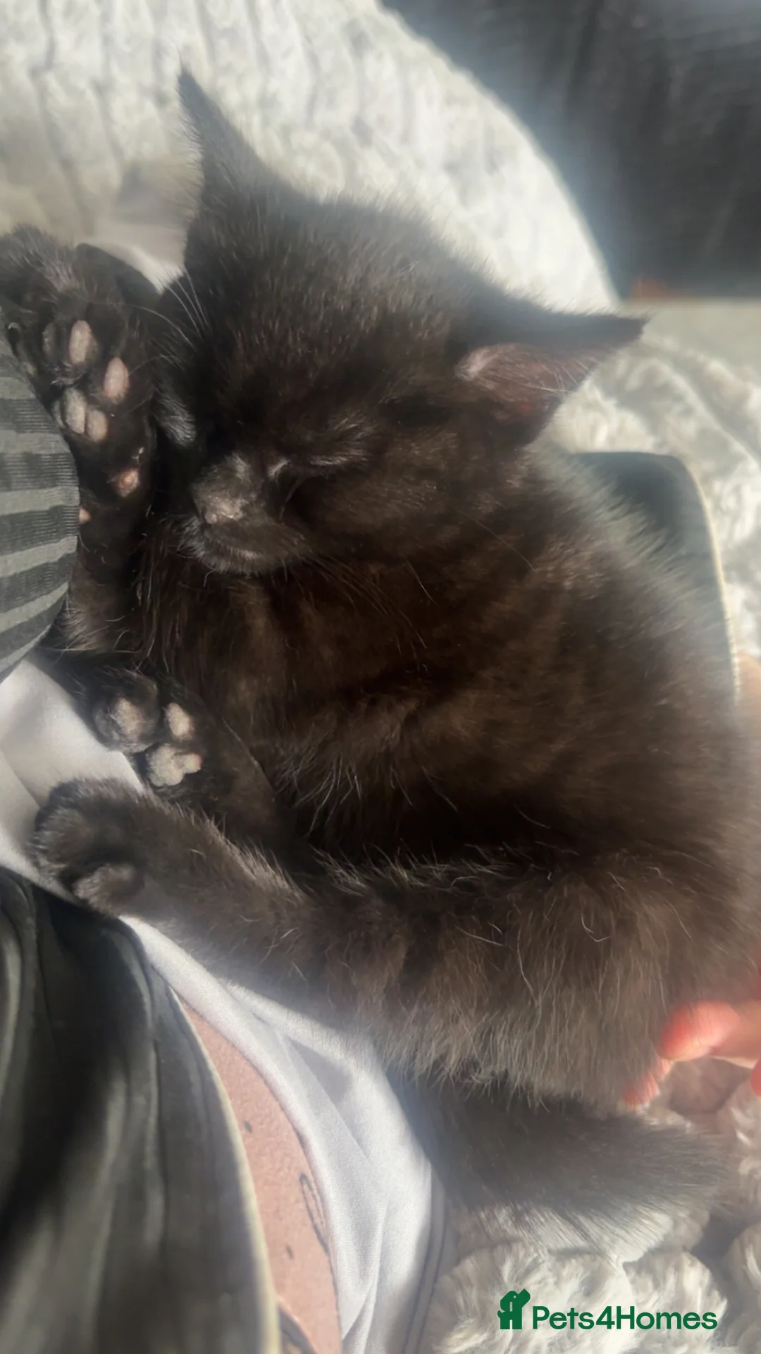 Mixed Breed cats for sale: Black Kitten  - Advert 1