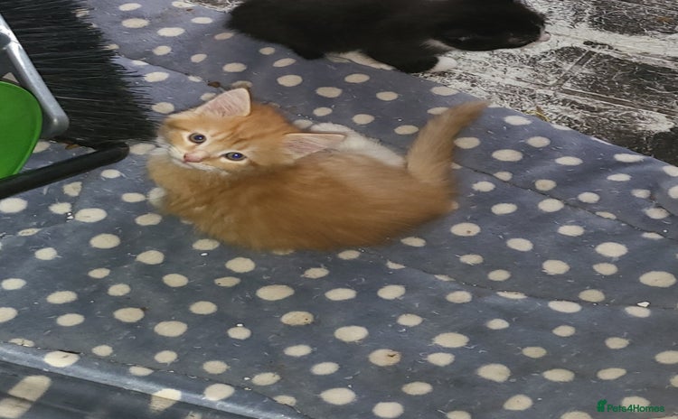 Mixed Breed cats - Advert 5