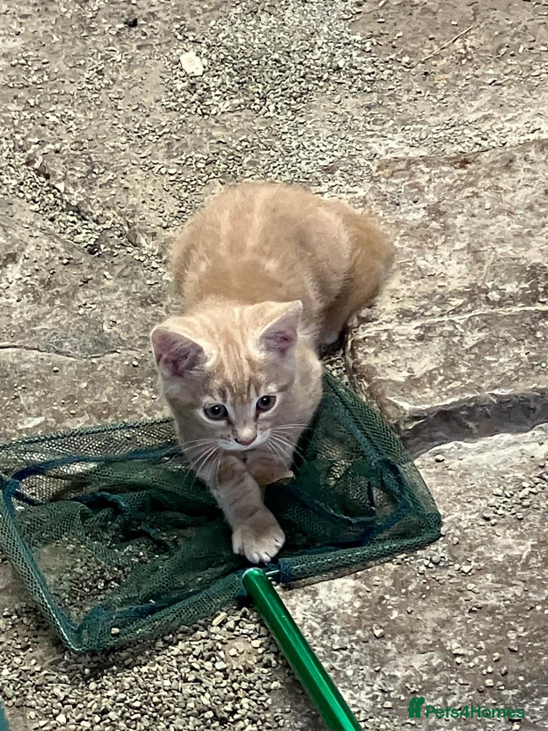 Mixed Breed cats for sale: Farm Reared Kittens x 4 - Image 4