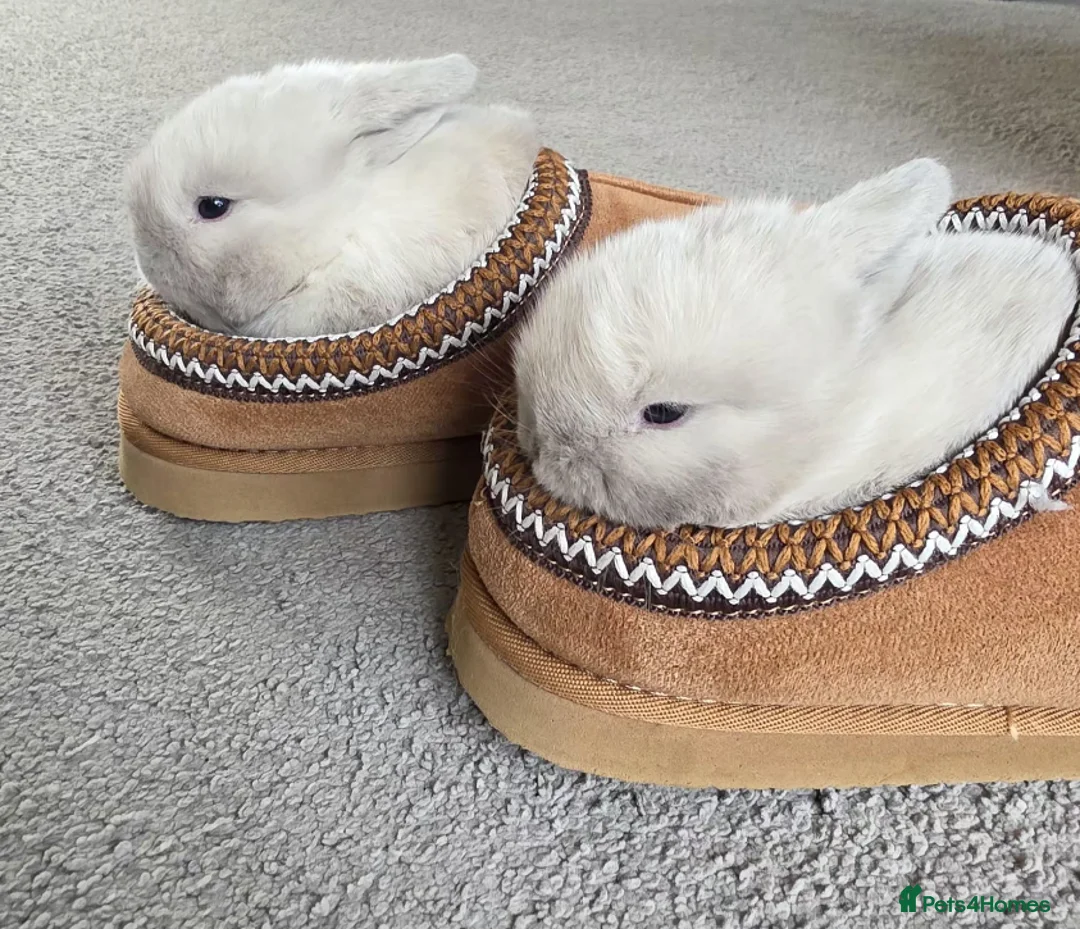 Mini Lop rabbits for sale: Pure Bred Mini Lops - Advert 2