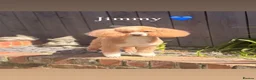 Toy Poodle dogs for sale: Stunning toy poodles🐩 - Advert 8