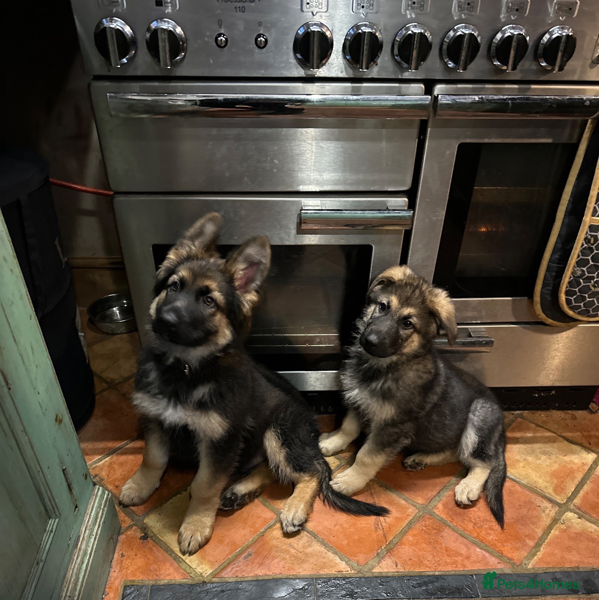 German Shepherd dogs for sale: 2 GERMAN SHEPHERD BOYS AVAILABLE - Advert 1