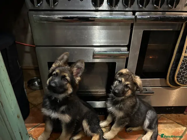 German Shepherd dogs for sale: 2 GERMAN SHEPHERD BOYS AVAILABLE - Advert 1