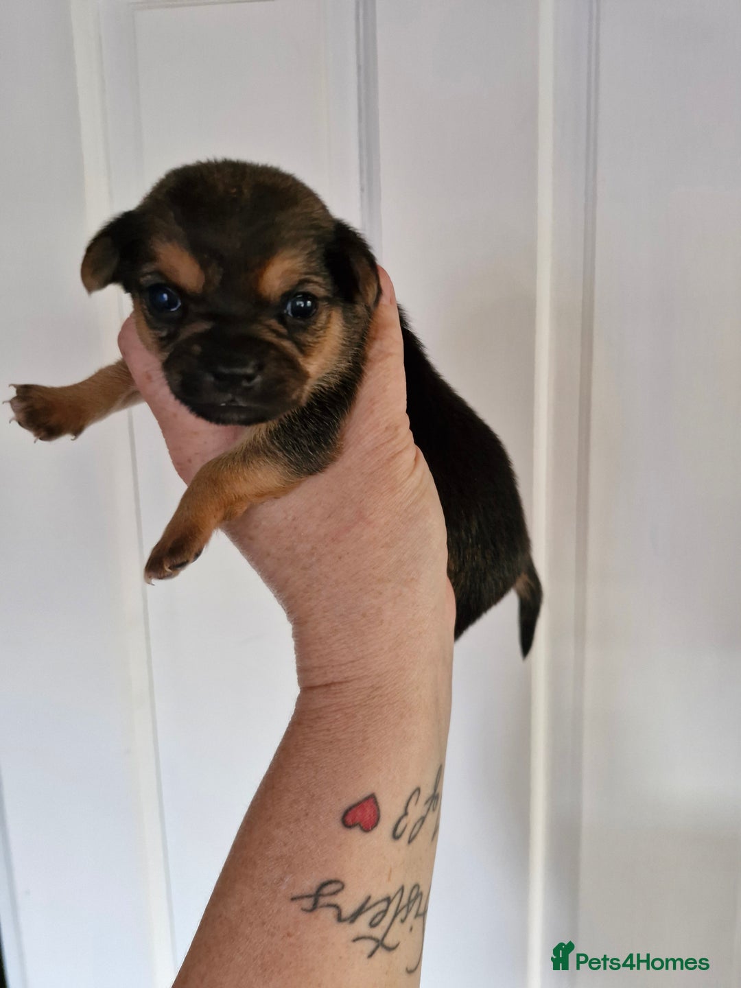 Chorkie dogs for sale: 3 quarter chihuahua 1 quarter yorkie - Image 8