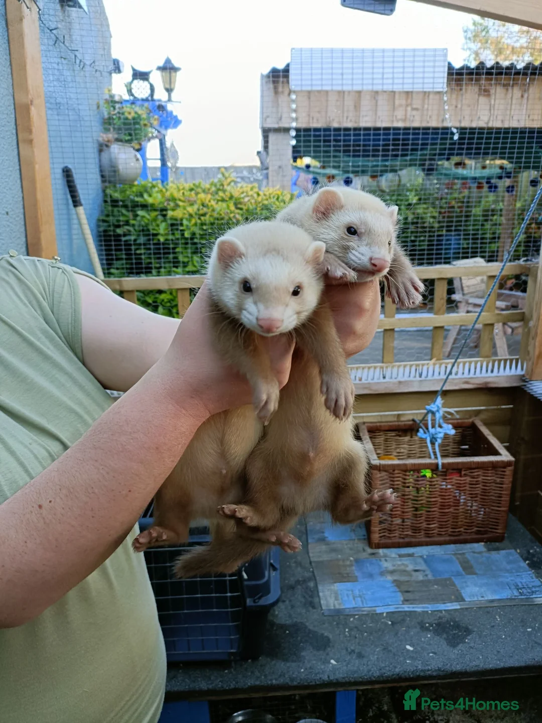 Ferret rodents for sale: Beautiful Ferret Kits for sale  - Advert 1