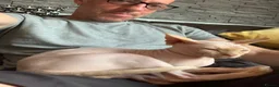 Sphynx cats for sale: White Blue Eyed 2 yo Male Sphinx in Northampton - Advert 3