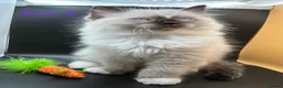 Ragdoll cats for sale: Beautiful Ragdoll Kittens – 3 Girls & 2 Boys  - Advert 16