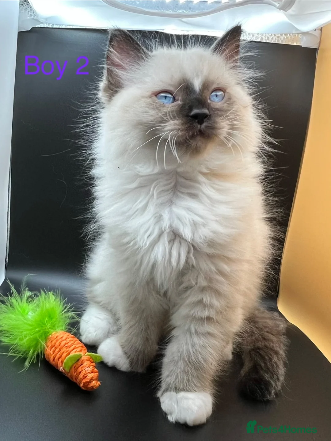 Ragdoll cats for sale: Beautiful Ragdoll Kittens – 3 Girls & 2 Boys  - Advert 16