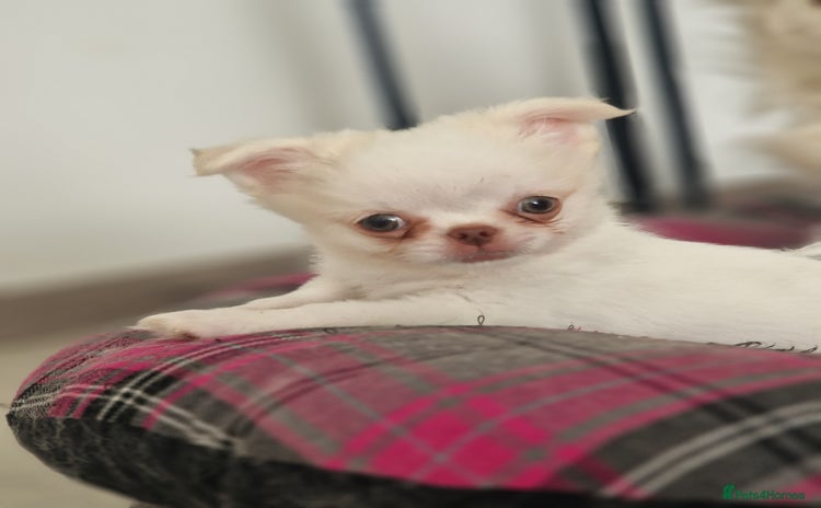 Chihuahua dogs - Advert 3