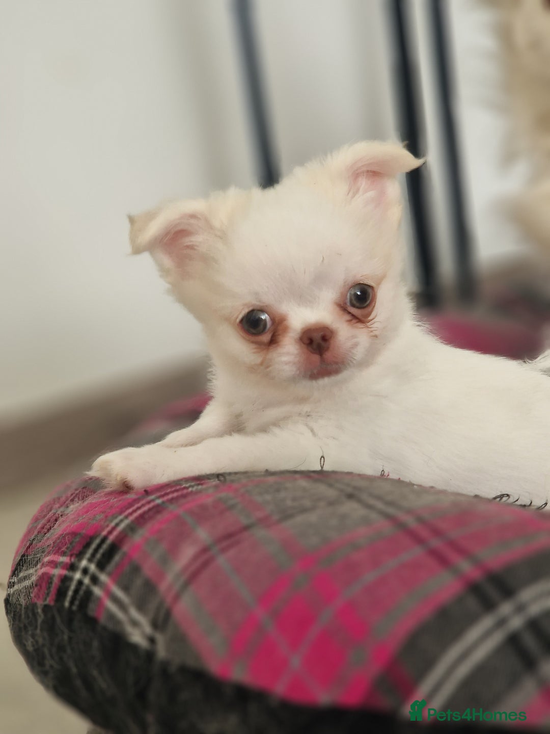 Chihuahua dogs for sale: Kc registered long coat Quality chihuahua - Image 2