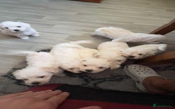 Bichon Frise dogs for sale: Bichon frise - Image 2