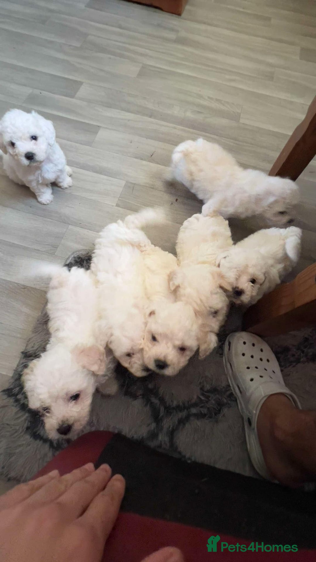 Bichon Frise dogs for sale: Bichon frise - Image 2