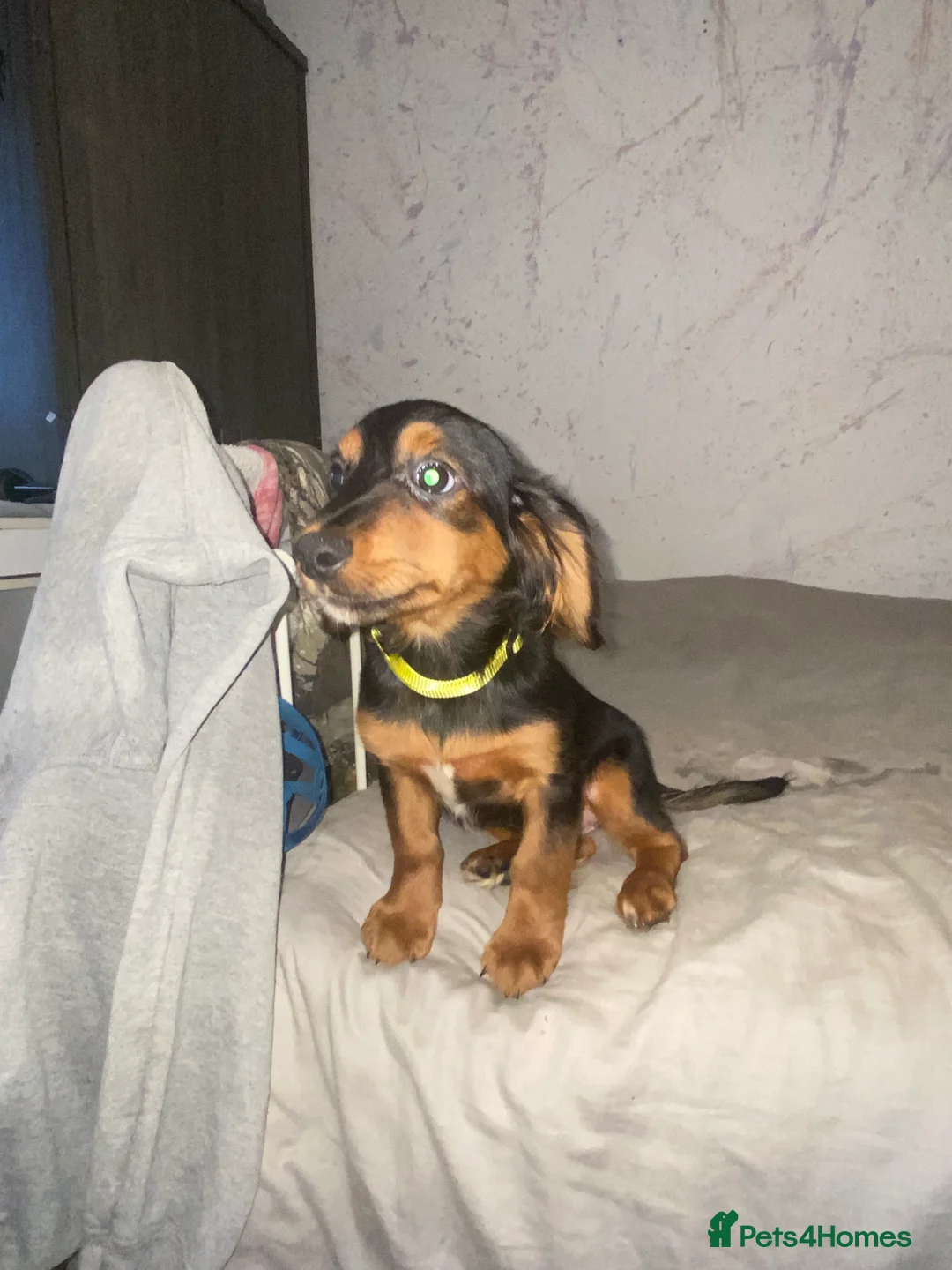 Mixed Breed dogs for sale: Sweet litter of pups for sale 2 males , 3 female in Stoke-on-Trent - Advert 12