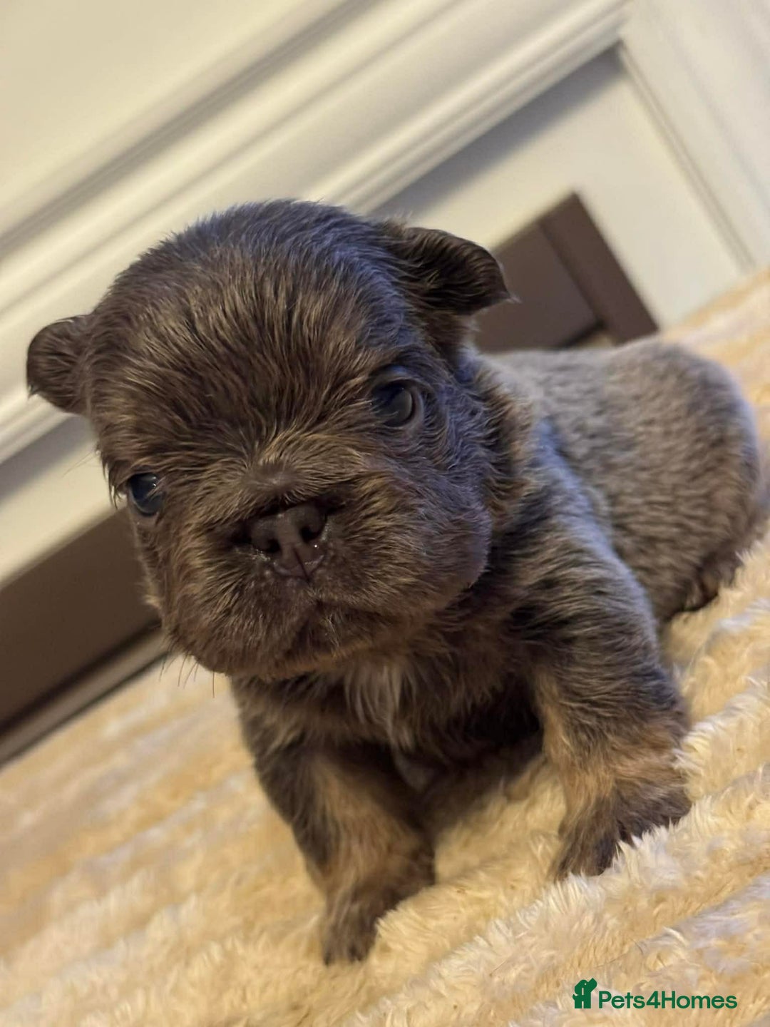 French Bulldog dogs for sale: 5 AMAZING QUALITY FRENCH BULLDOG PUPS  - Advert 4
