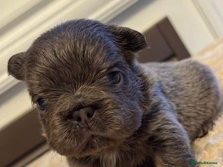 French Bulldog dogs 5 AMAZING QUALITY FRENCH BULLDOG PUPS - Advert 1