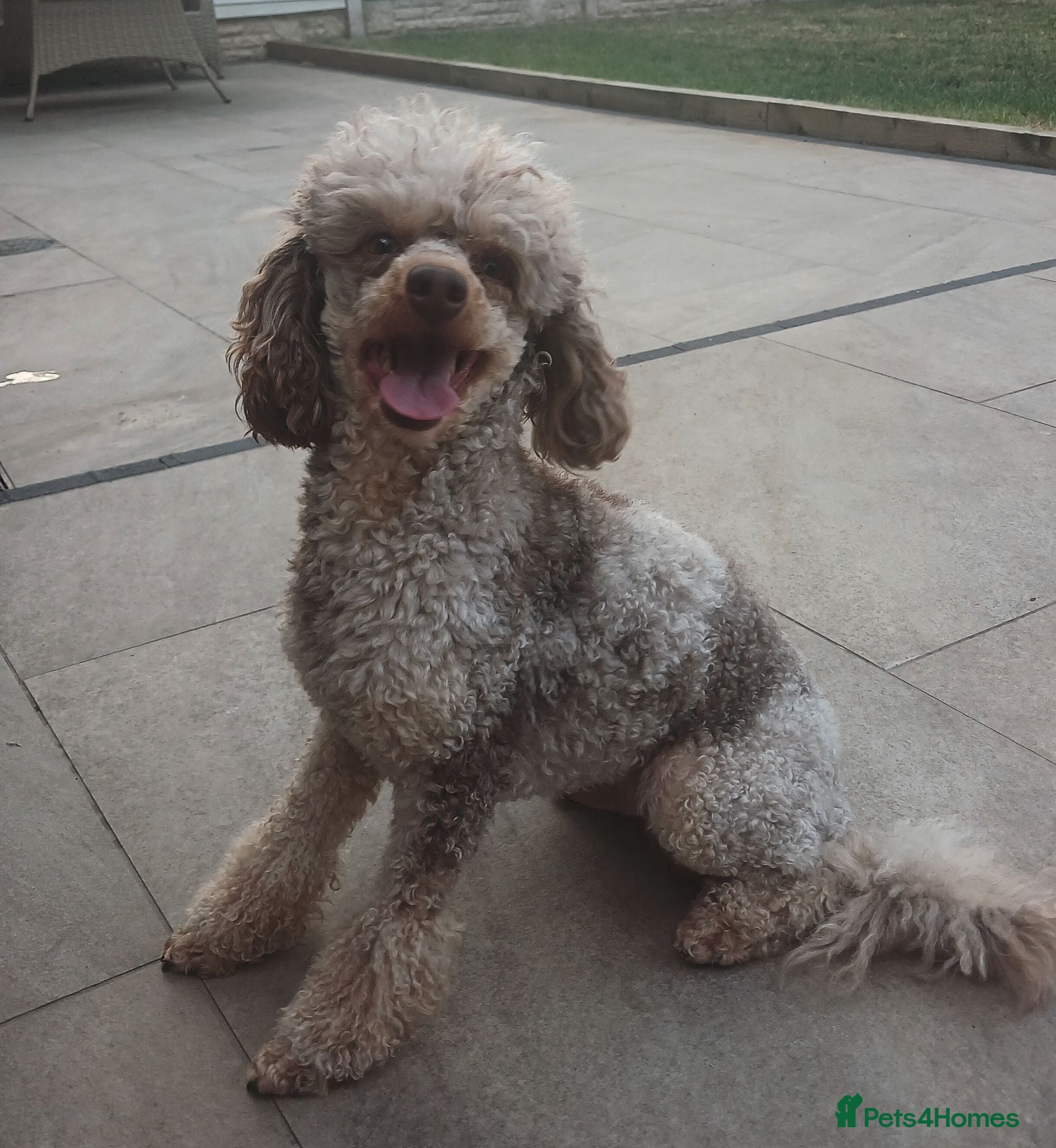 Miniature Poodle dogs 💥FOR STUD💥 CHOC MERLE PHANTOM MINI POODLE - Advert 13