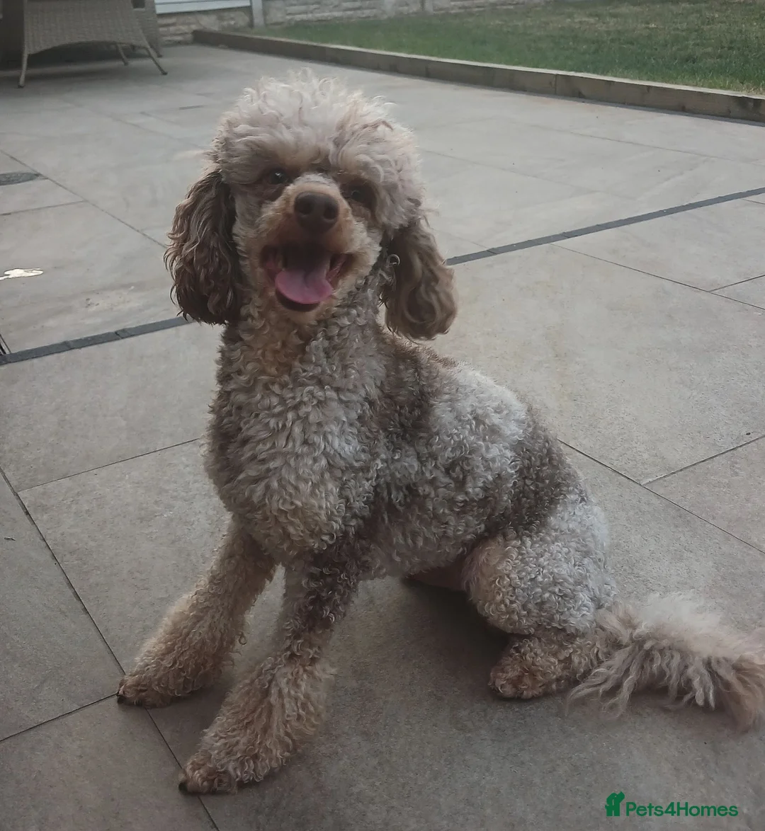 Miniature Poodle dogs for stud: 💥FOR STUD💥 CHOC MERLE PHANTOM MINI POODLE - Advert 2