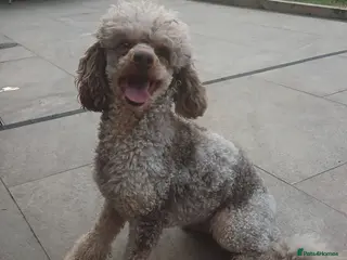 Miniature Poodle dogs 💥FOR STUD💥 CHOC MERLE PHANTOM MINI POODLE - Advert 13