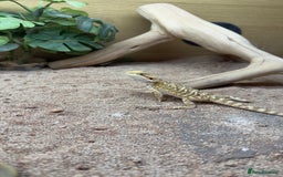 Dragon reptiles for sale: Beaded dragon  - Image 6