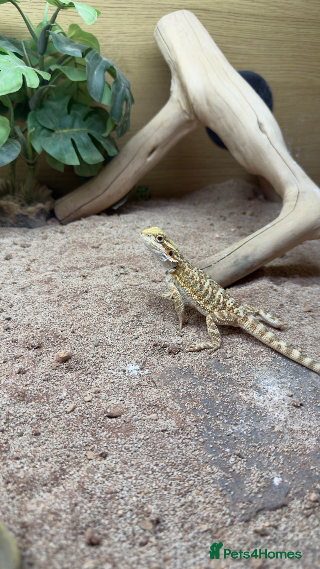 Dragon reptiles for sale: Beaded dragon  - Image 6