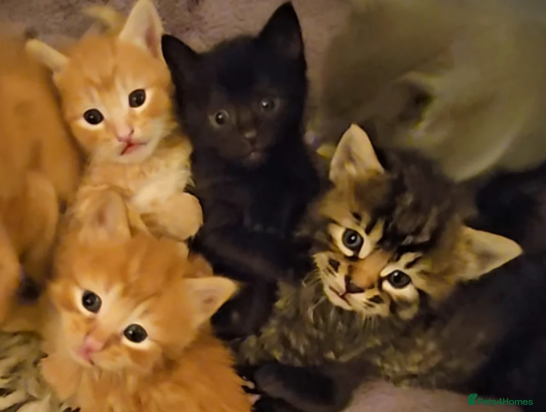 Mixed Breed cats for sale: Elven Bengal Mixes - Advert 5