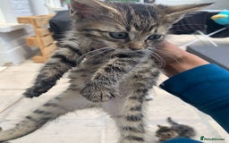 Abyssinian cats for sale: 4 Beautiful Kittens from a Stray Mother - Image 5