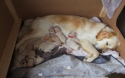 Golden Retriever dogs for sale: Stunning Golden Retriever Puppies - Image 3